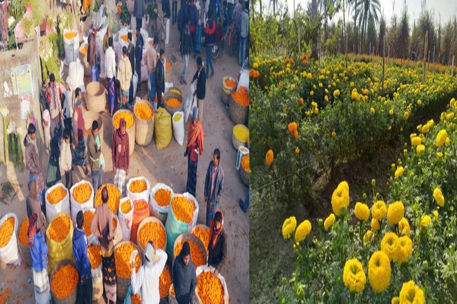 A view of Godkhali market in Jashore district with different types of flowers including roses, gerberas, gladiolus, tuberose, corn calendula, chrysanthemum and gypsies on Saturday (L), and a partial view of a marigold flower garden in Jhenidah district — FE Photos