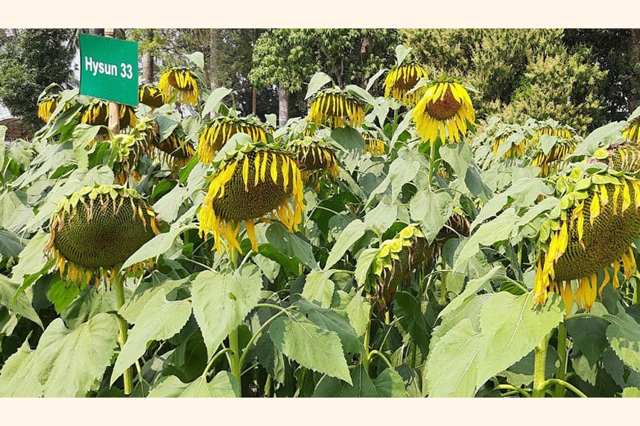 A partial view of a sunflower field at Batiaghata upazila of Khulna district — FE Photo