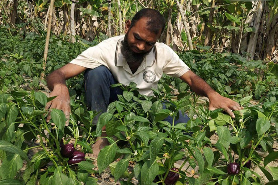 A farmer taking care of his capsicum garden at Rupsha upazila in Khulna district — FE Photo