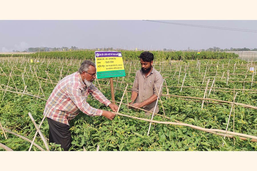 Matin Saikot, an environmental and agricultural organiser, seen with a farmer at a crop field in Elliotganj South Union of Cumilla's Daudkandi upazila — FE Photo