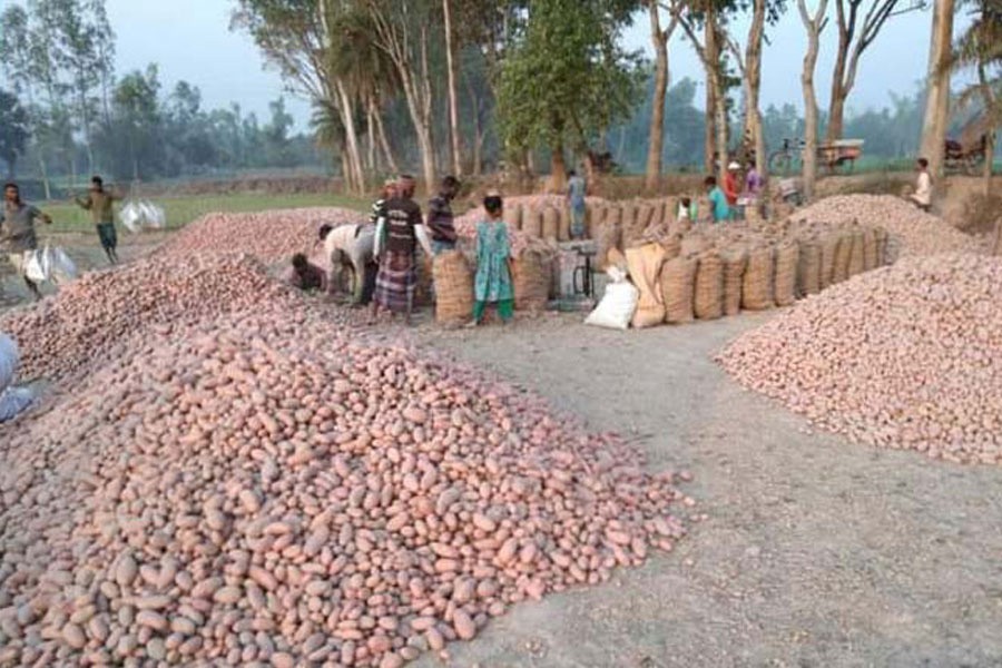 Potatoes being bought and sold from field at Tilokpur village under Akkelpur upazila of Joypurhat — FE Photo