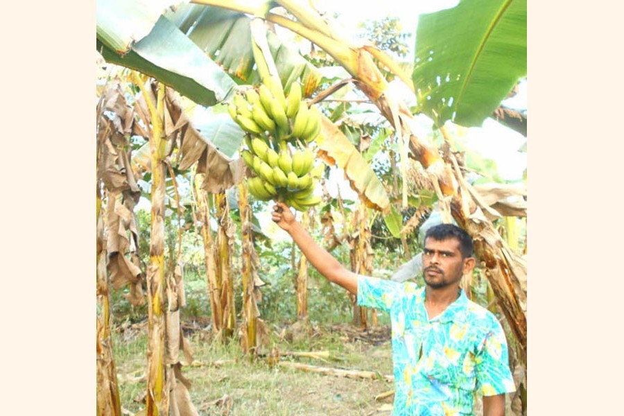 Akamat at his green banana field at village Shibrampur under Magura — FE Photo