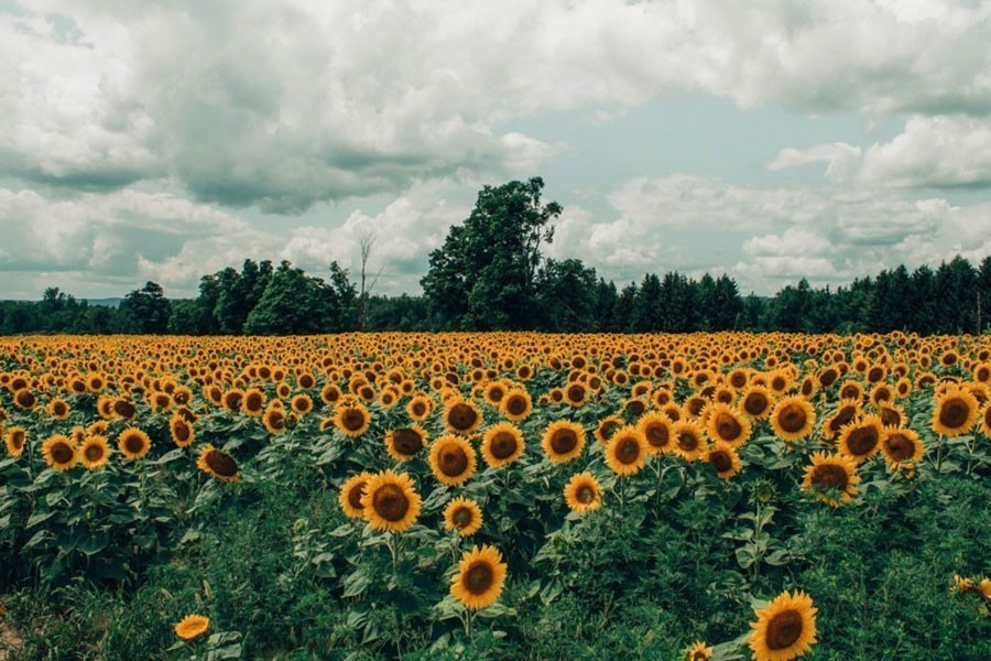 A partial view of the BADC farm of sunflower on the Dhaka-Khulna highway in the Gangavardi area of Faridpur — FE Photo