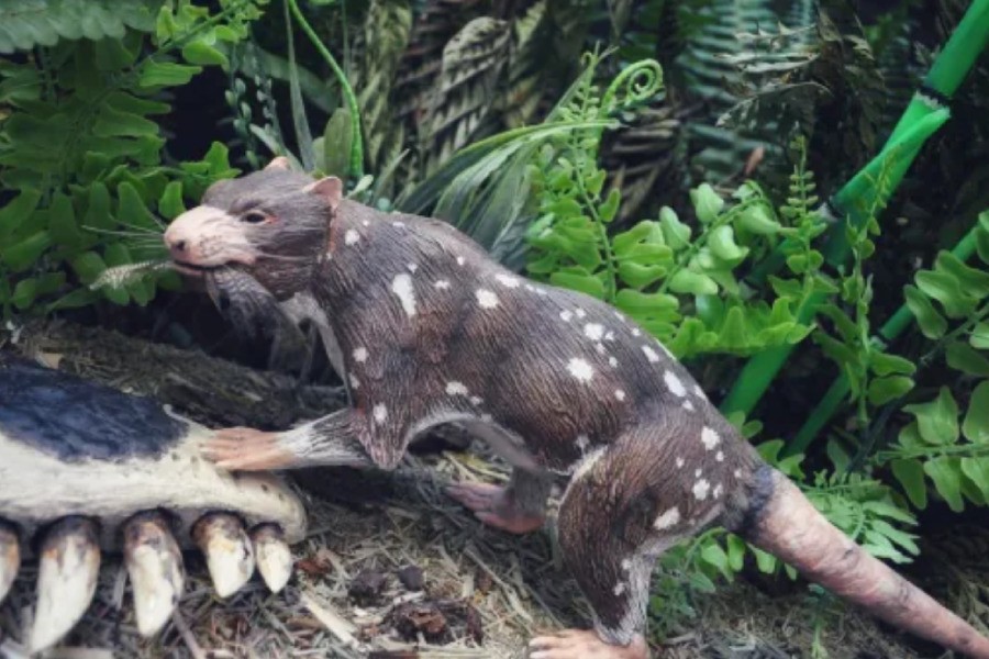 Chilean scientists unearth skunk that walked among dinosaurs