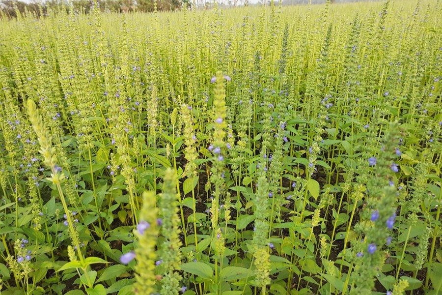 A partial view of Dr Razibul's chia seeds field at village Shitli in Harianakundu upazila of Jhenidah — FE Photo