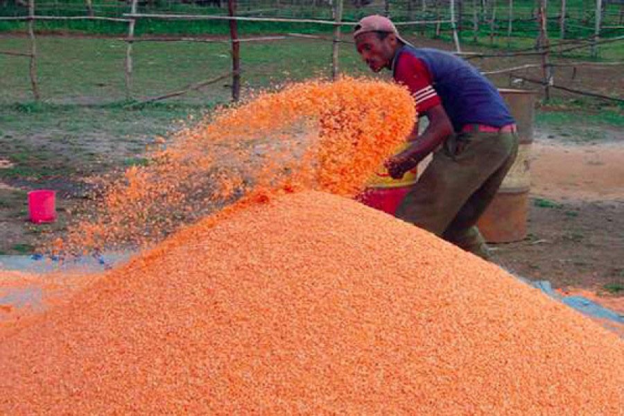 Downtrend in moshur price disappoints Magura farmers