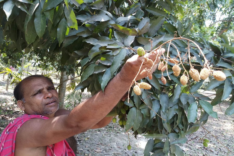 A farmer showing dried-up litchi at his garden at Mithapur village under Magura sadar upazila — FE Photo