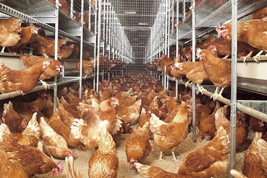 Exports, local market supply of poultry, fish feed face setback