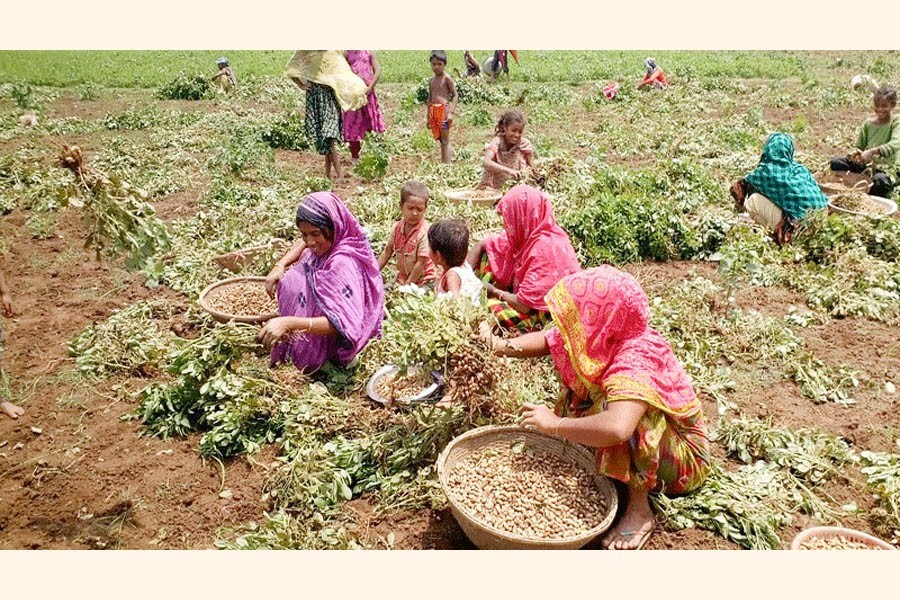 Women harvesting groundnut at a crop field in Tahirpur upazila of Sunamganj — FE Photo