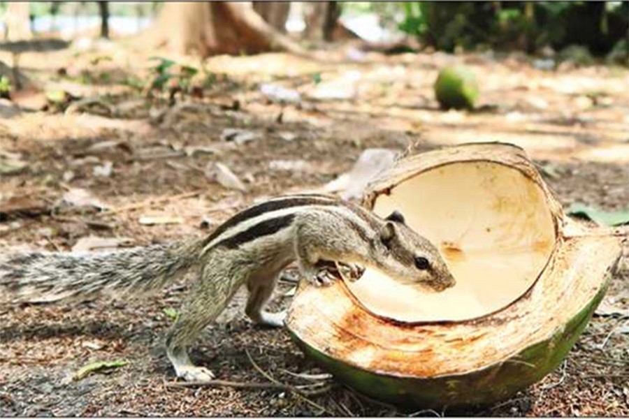 Heatwave continues in Bangladesh, no respite in sight
