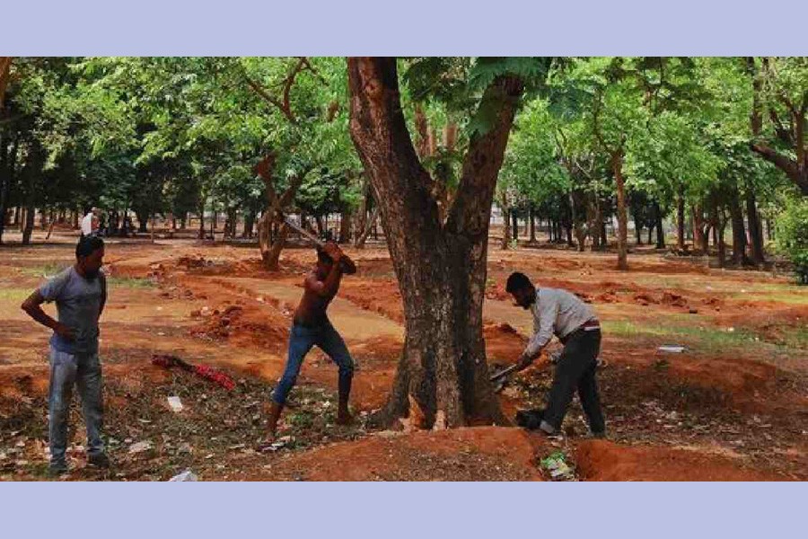 Writ seeks HC directives to  prevent felling of trees at  Suhrawardy Udyan