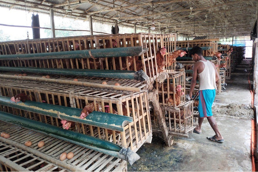 Photo shows a worker busy at a poultry firm at Khuniagach village in Lalmonirhat district — FE Photo