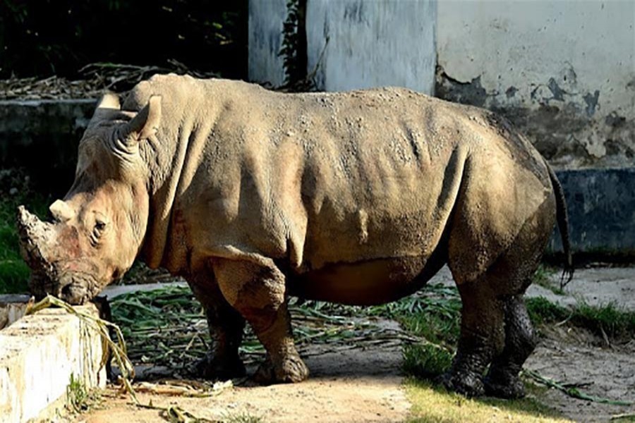 Animals without a mate in Dhaka zoo lose the temper
