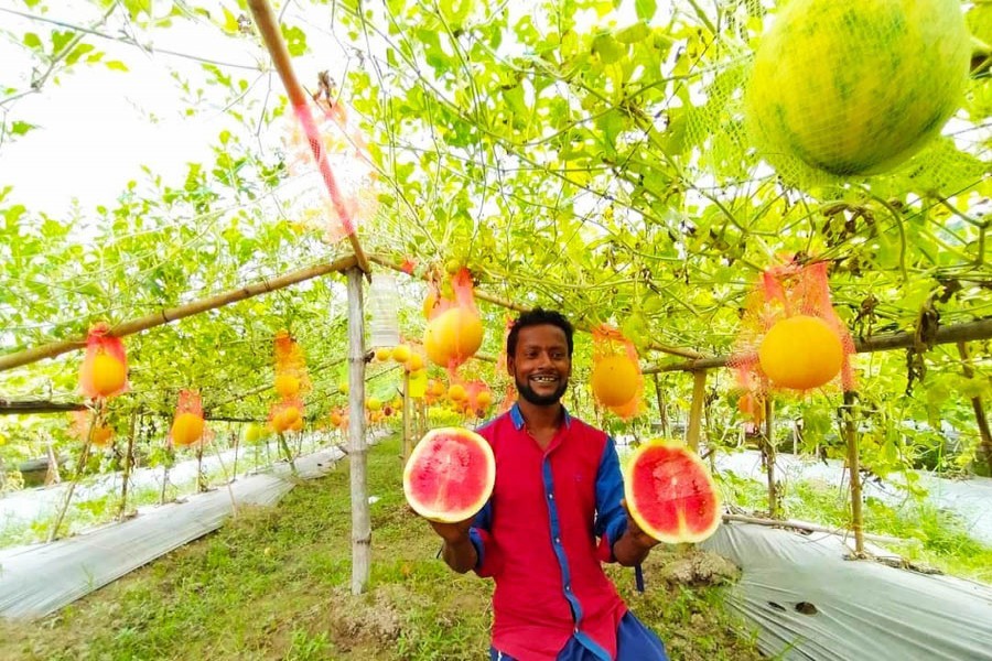 Farmer Anwar Hossain showing his yellow watermelon at his field at Balarampur village of Dakshin upazila in Cumilla — FE Photo