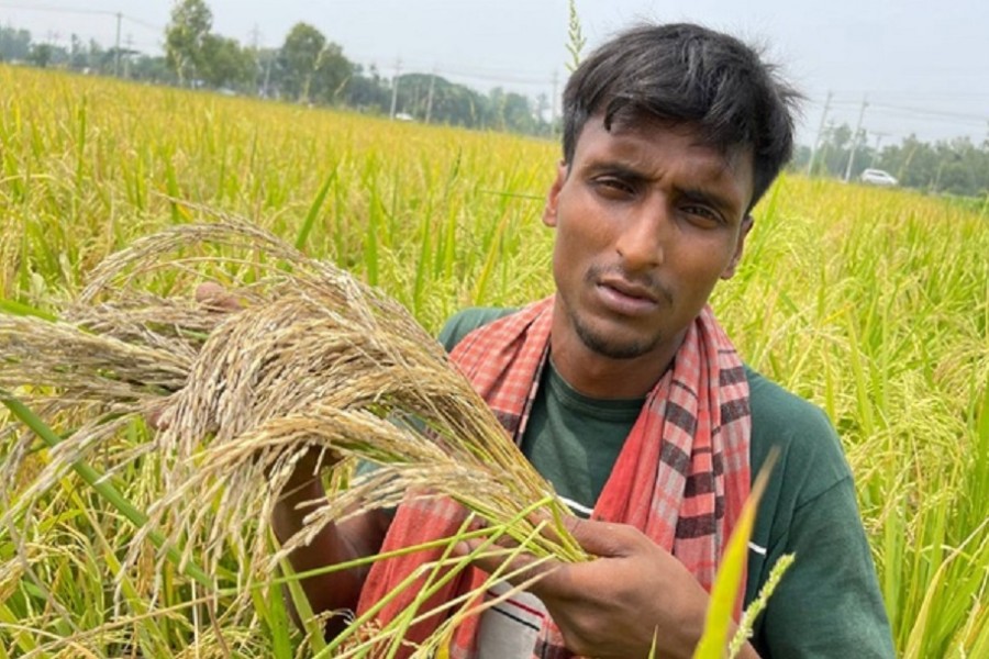 As rising 'heat shocks' ruin rice crops, Bangladesh faces hunger risk