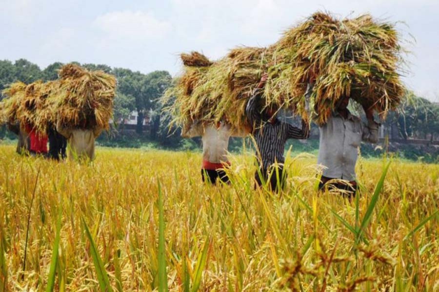 32 get Bangabandhu National Agriculture Award