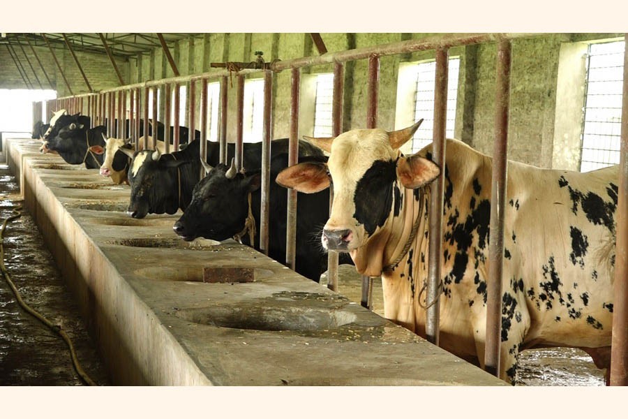 A partial view of a cattle farm in Kushtia district — FE Photo