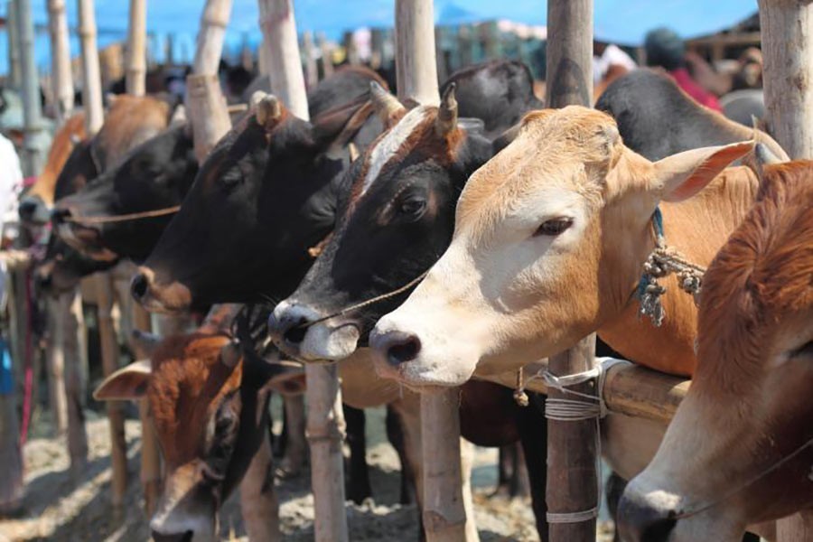 Run-up to Eid cattle markets