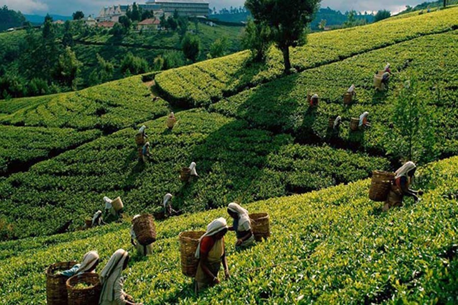 Tea association urges keeping tea gardens outside lockdown purview