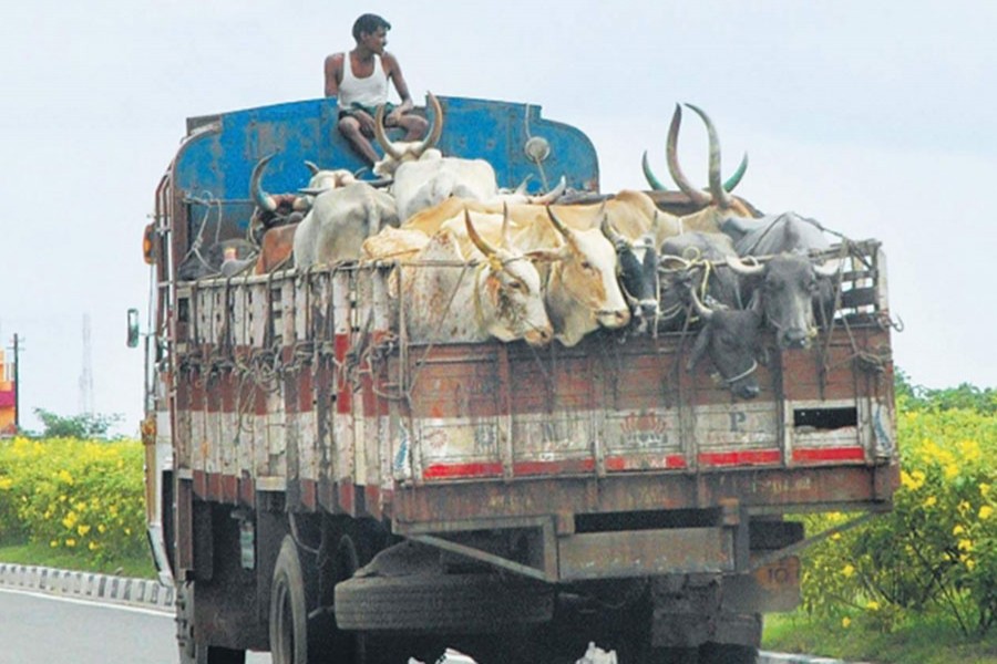 Cattle traders suffer as extortionists on the prowl in Chattogram again