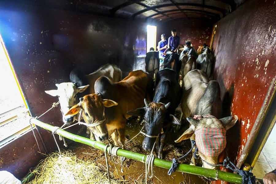 Special cattle train starts operations on Chapainawabganj-Dhaka route