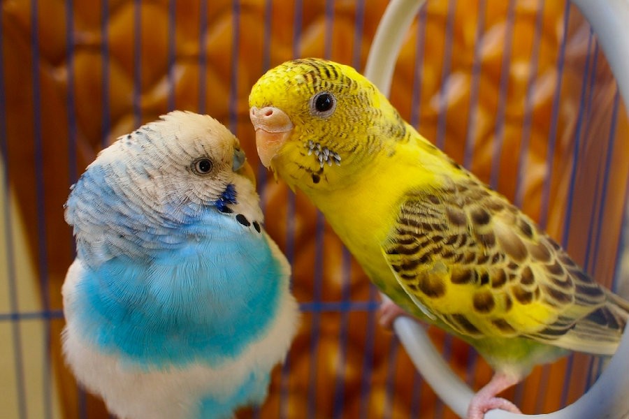 Befriending birds, the peaceful residents of nature