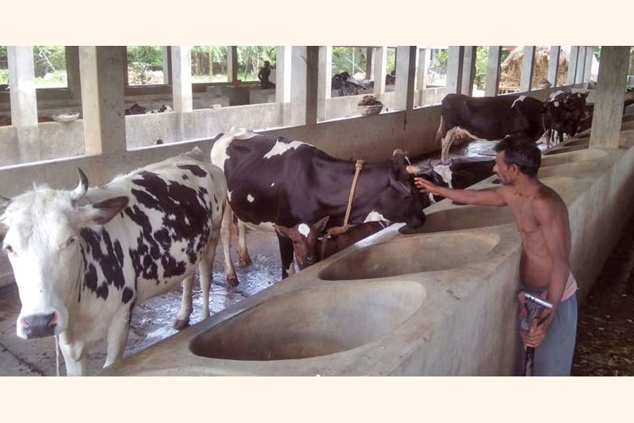 Photo shows the unsold cattle at Bashkutha village under Magura sadar upazila — FE Photo