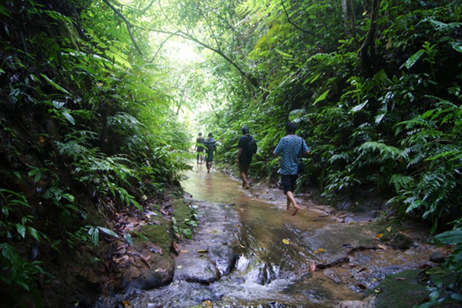 File photo of Lathitila forest.(Collected)