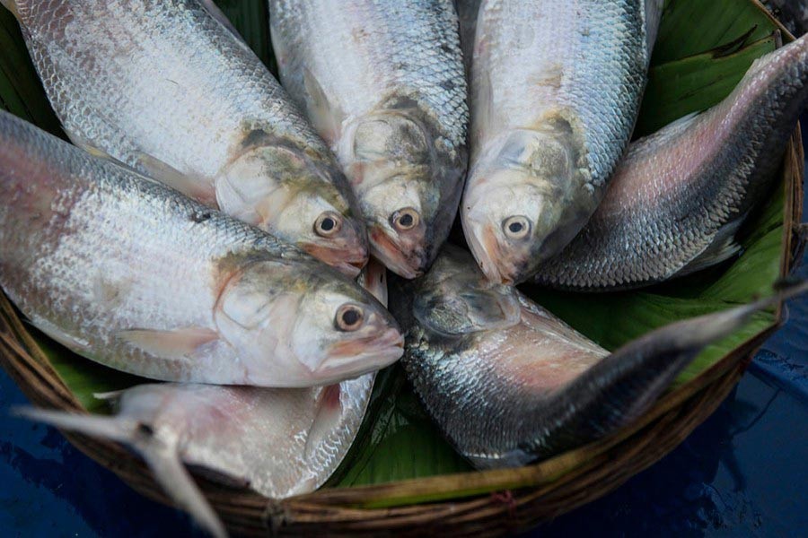 Hilsa delicacy still pricey in peak season