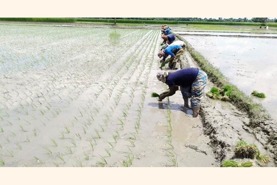 Farmers busy transplanting Aman seedlings on a field in Dakshin Surma upazila of Sylhet — FE Photo