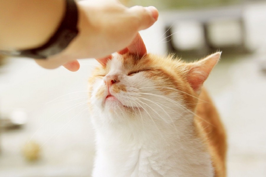 Our fluffy furry meow friends