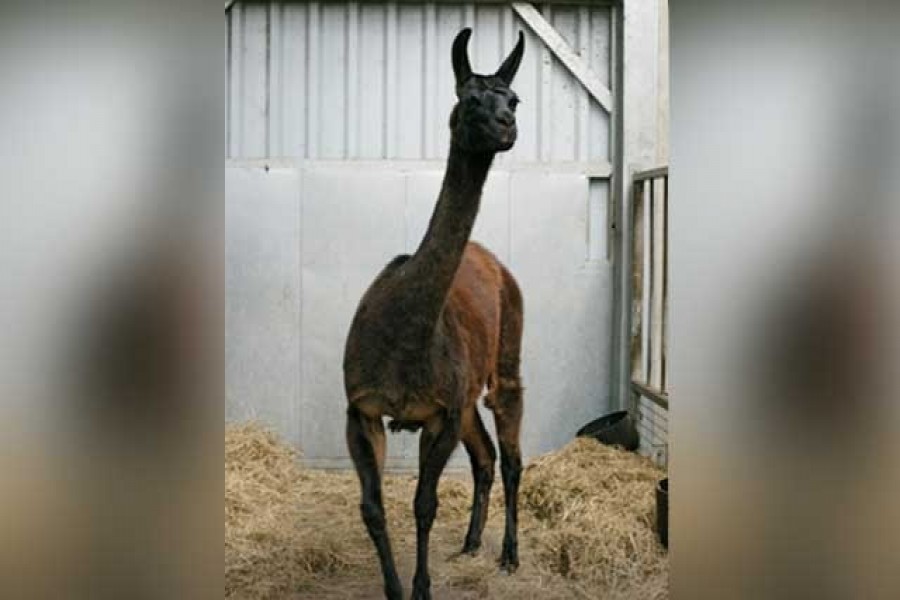 A llama named Winter is seen in this undated photo released by the VIB-UGent Centre for Medical Biotechnology in Ghent, Belgium on May 2020. VIB-UGent Centre for Medical Biotechnology via Reuters