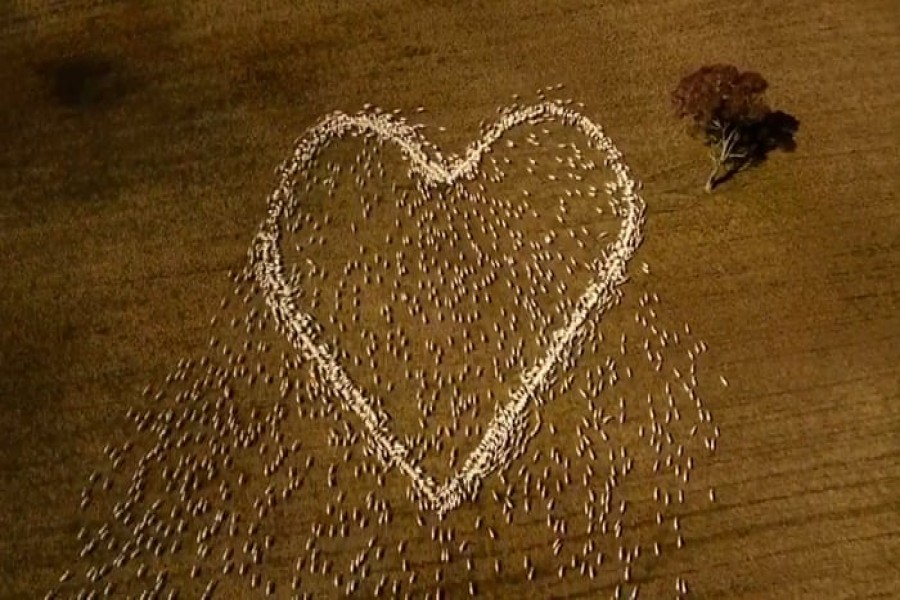 A love heart made out of sheep to pay tribute to a loved one