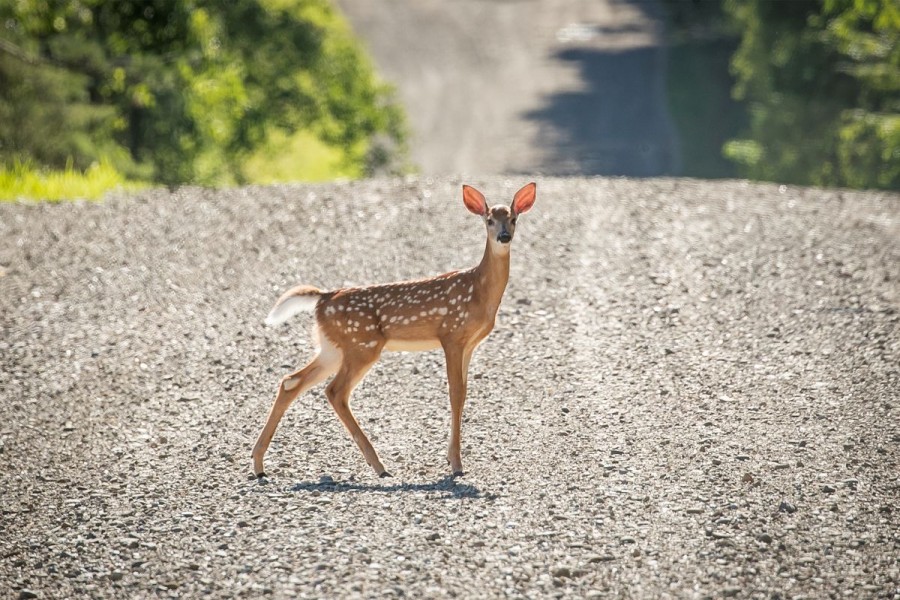 A deer crosses a dirt road in New Albion, New York, US, July 20, 2020. Picture taken July 20, 2020. REUTERS/Brendan McDermid/File Photo