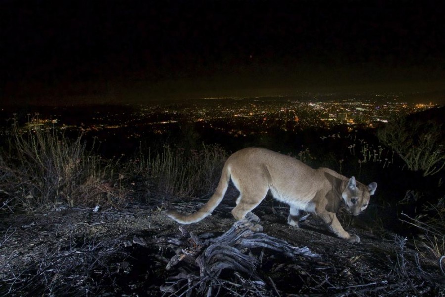 This July 10, 2016, photo shows an uncollared adult female mountain lion photographed with a motion sensor camera in the Verdugos Mountains in in Los Angeles County, Calif. Los Angeles city lights are seen in the background. (US National Park Service via AP)