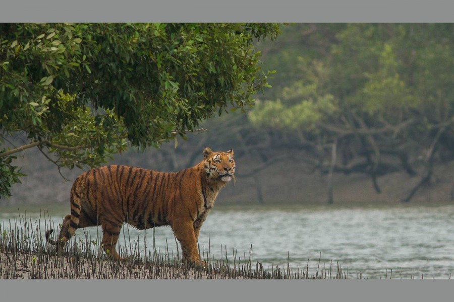 Sundarbans to reopen to tourists from Wednesday
