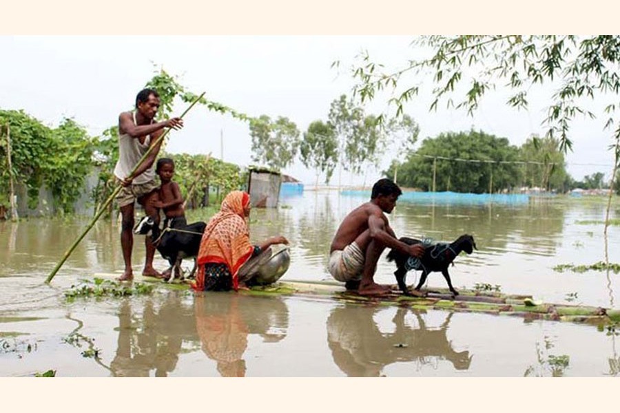 People shifting goats by Vela (boat made of banana plant) from flood-hit areas to safety in Sariakandi upazila in Bogura — FE Photo