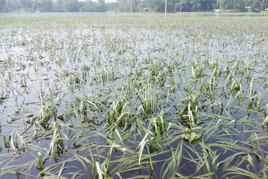 Flood inundates 70,000 ha rice fields