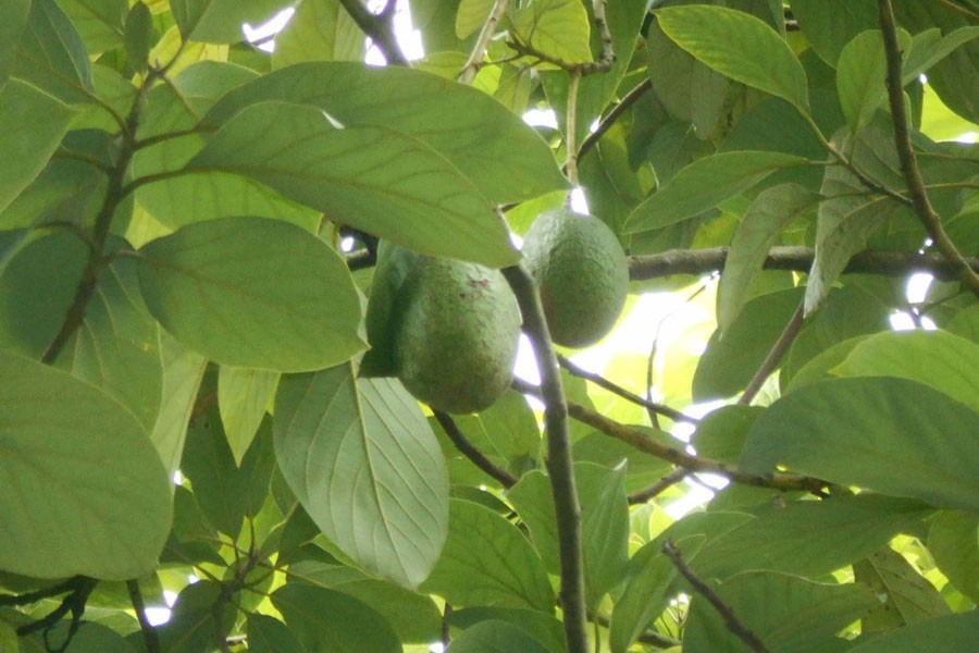 Avocado being produced successfully, in Magura