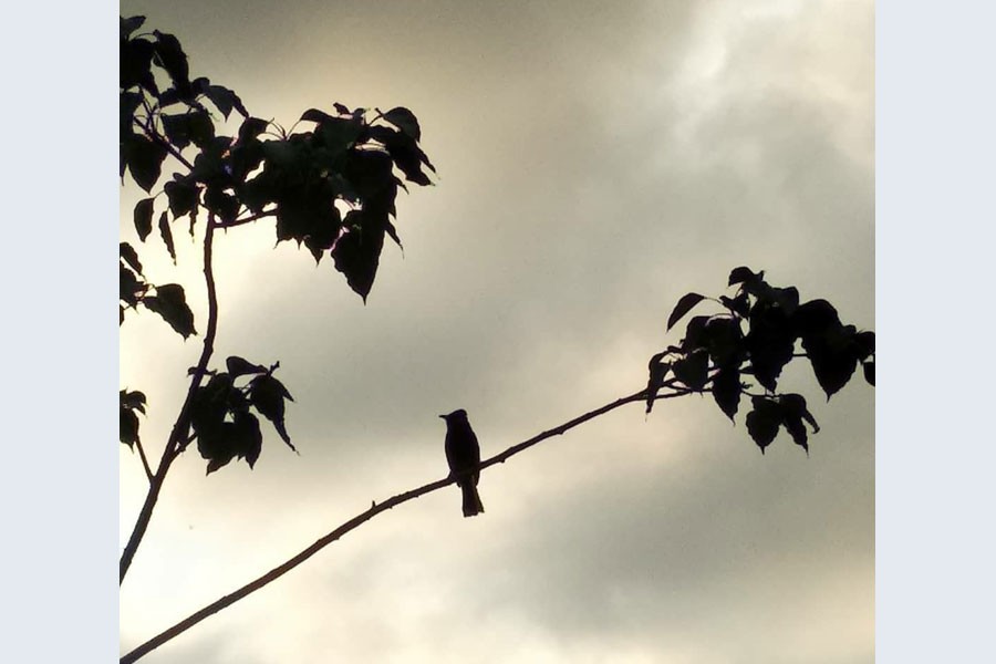 What is happening to the birds of Dhaka?