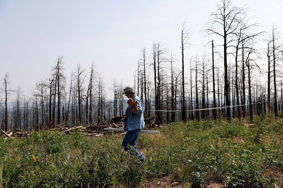 Tammy Parsons, nursery manager of the John T. Harrington Forestry Research Center, lays out a plot at an experiment site on Deer Lake Mesa in Cimarron, New Mexico, US, August 17, 2021 — Reuters