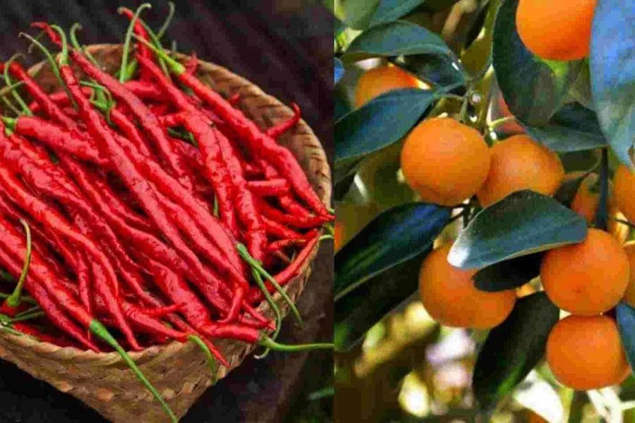 Indian orange, chilli get Geographical Indication tag