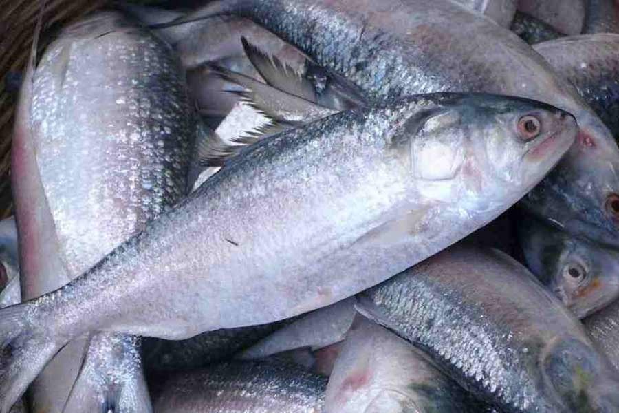 Bangladesh govt allows 2,520 more tonnes of Hilsa export to India