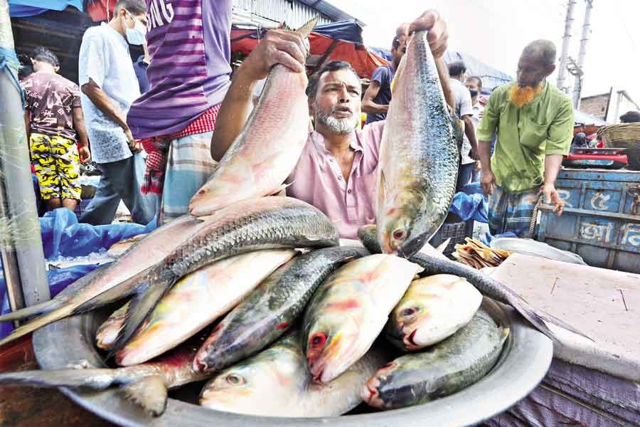 22-day ban on Hilsa fishing begins Sunday midnight