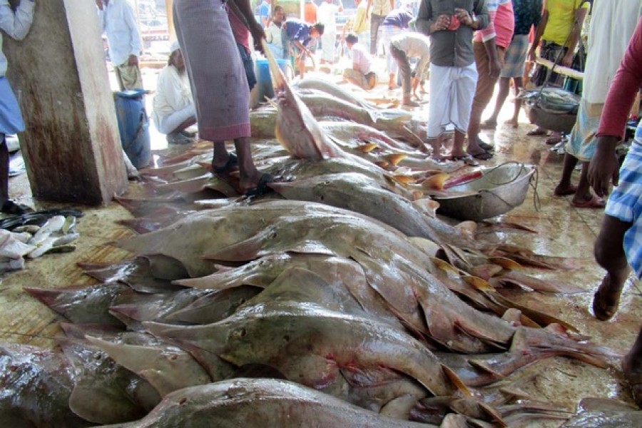 Bangladesh to save sharks and stingrays as poachers go on the prowl