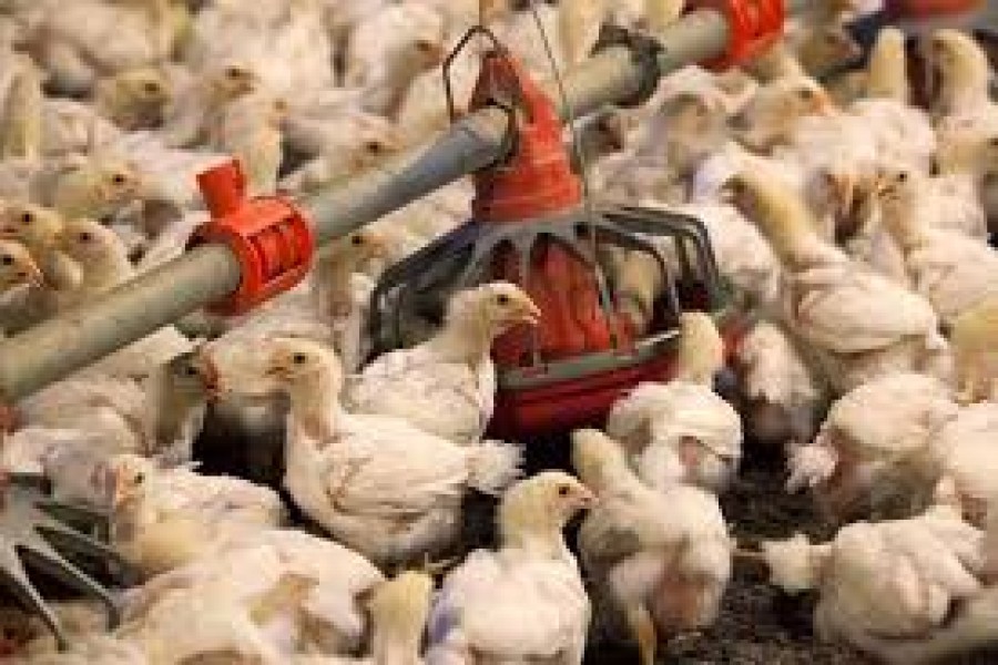 Poultry industry seeks policy support