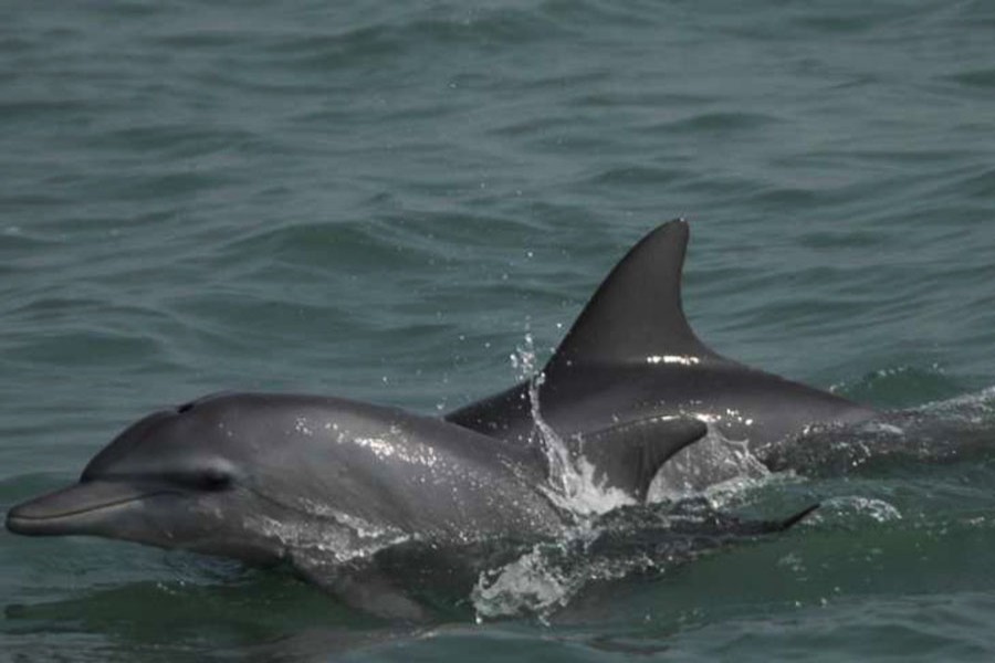 Govt approves ‘Dolphin Conservation Action Plan’