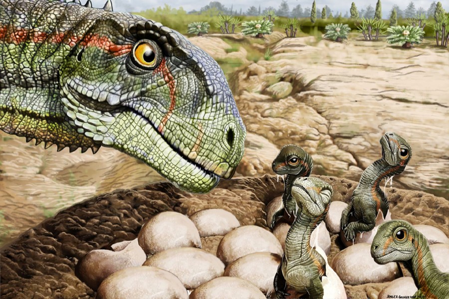 A nest of the Jurassic Period Patagonian plant-eating dinosaur Mussaurus patagonicus with newborns and a parent is seen in an undated artist's rendition — Handout via Reuters