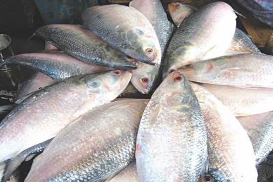 Bangladesh sees significant rise in fish production in a decade