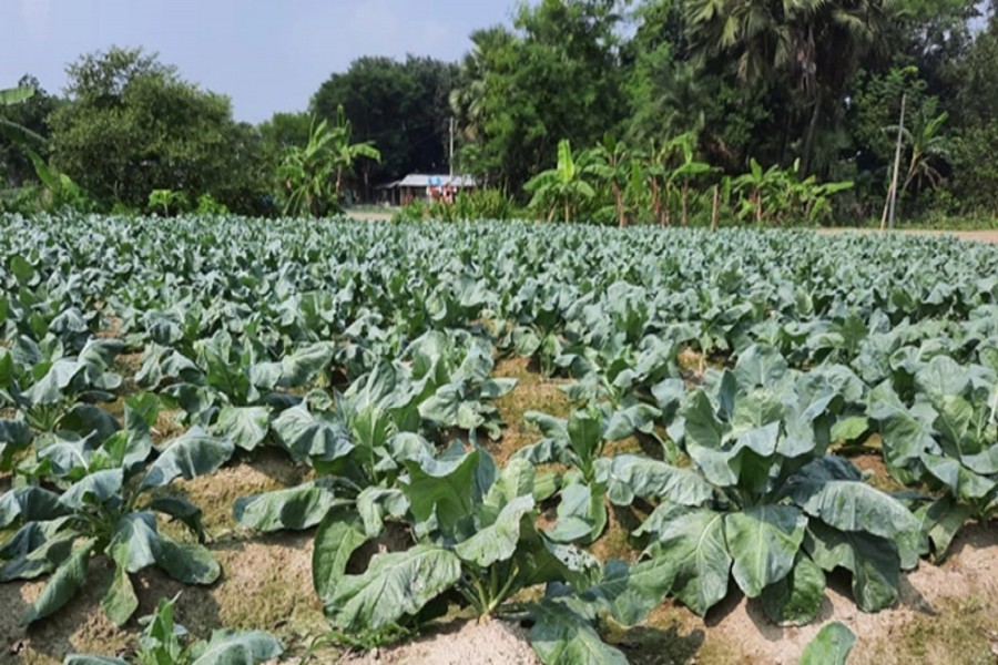 A partial view of a cauliflower field in Barshail village of Naogaon sadar upazila — FE Photo